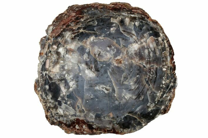 Blue, Polished Petrified Wood Round - Arizona #222169